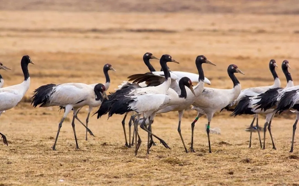 Black-necked cranes in a Bhutanese valley